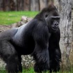 Arti Mimpi Melihat Banyak Gorila, Mengungkap Simbolisme dan Makna